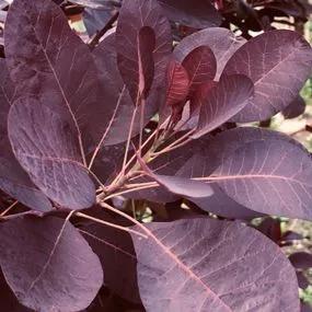 Purple Smoke Bush (Cotinus coggygria Purpureus) Img 2